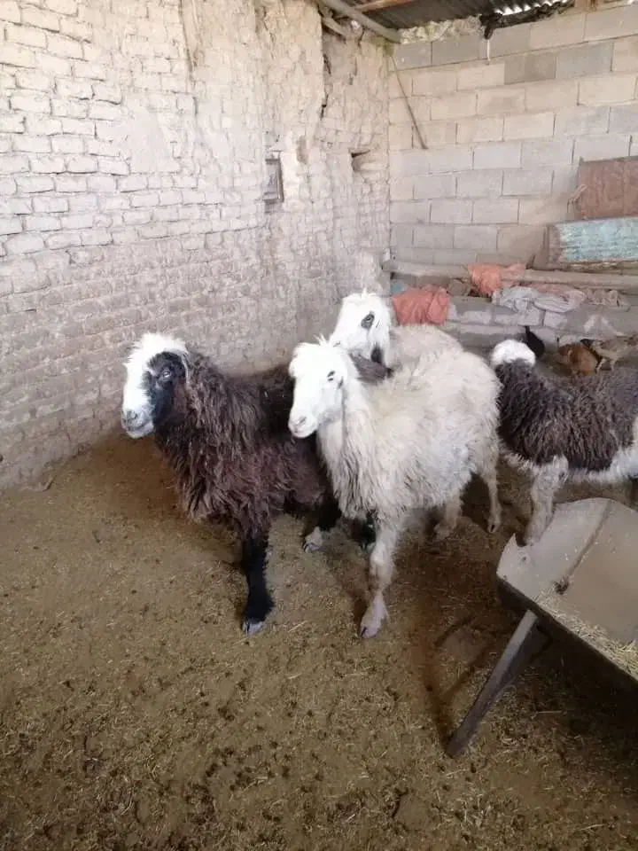 فروش سه راس میش داشتی و یک بره|حیوانات مزرعه|شیراز, کیان آباد|دیوار