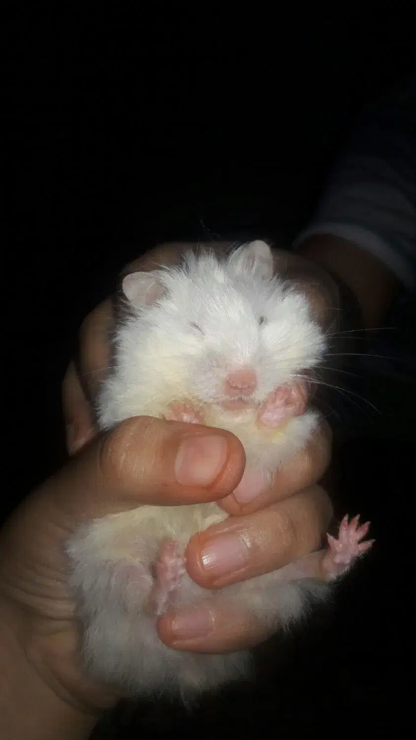 همستر|موش و خرگوش|قم, وادی السلام|دیوار