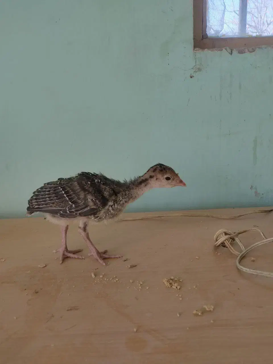 جوجه بوقلمون|حیوانات مزرعه|همدان, |دیوار