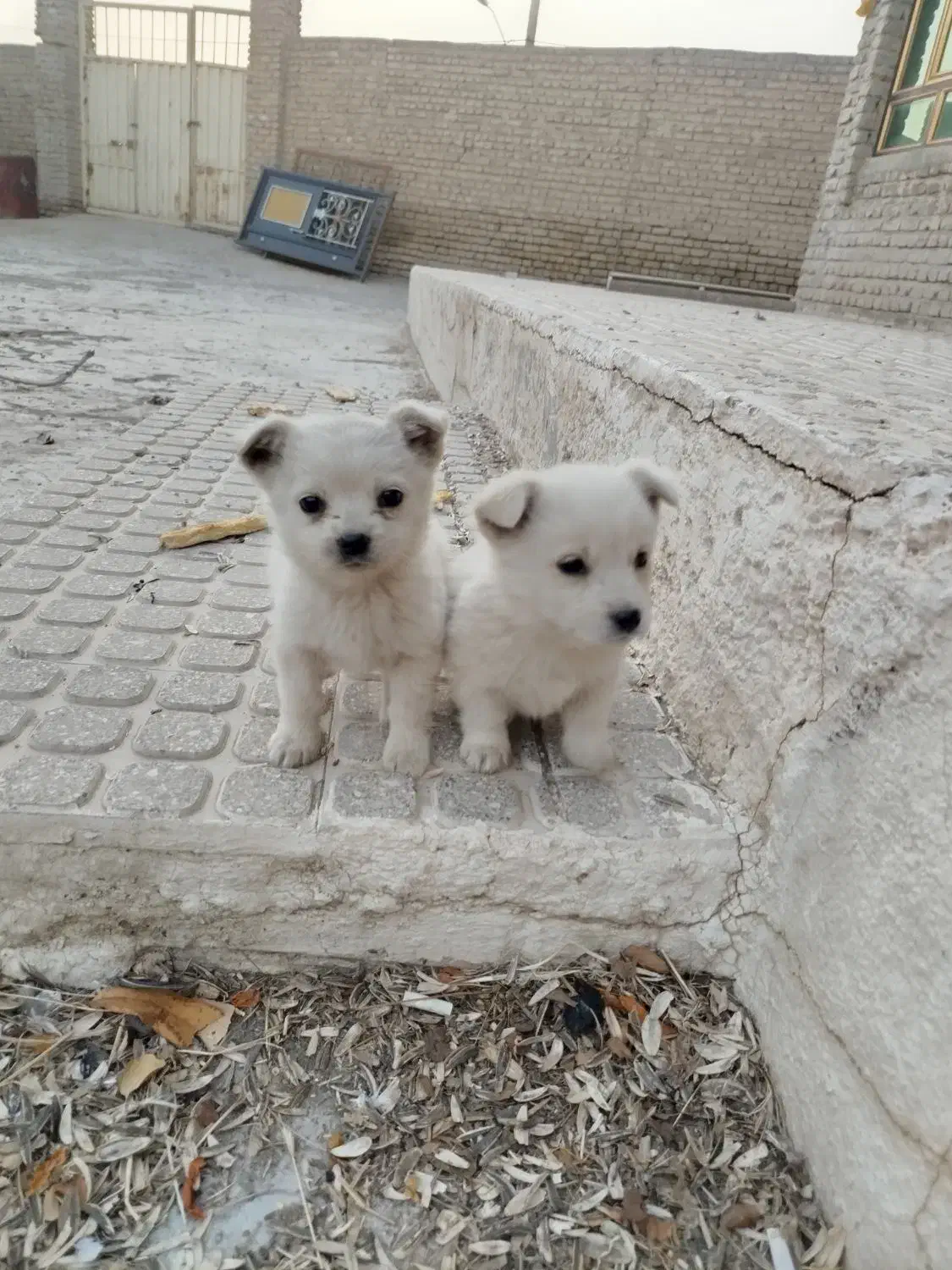 پاکوتا|سگ|یامچی, |دیوار