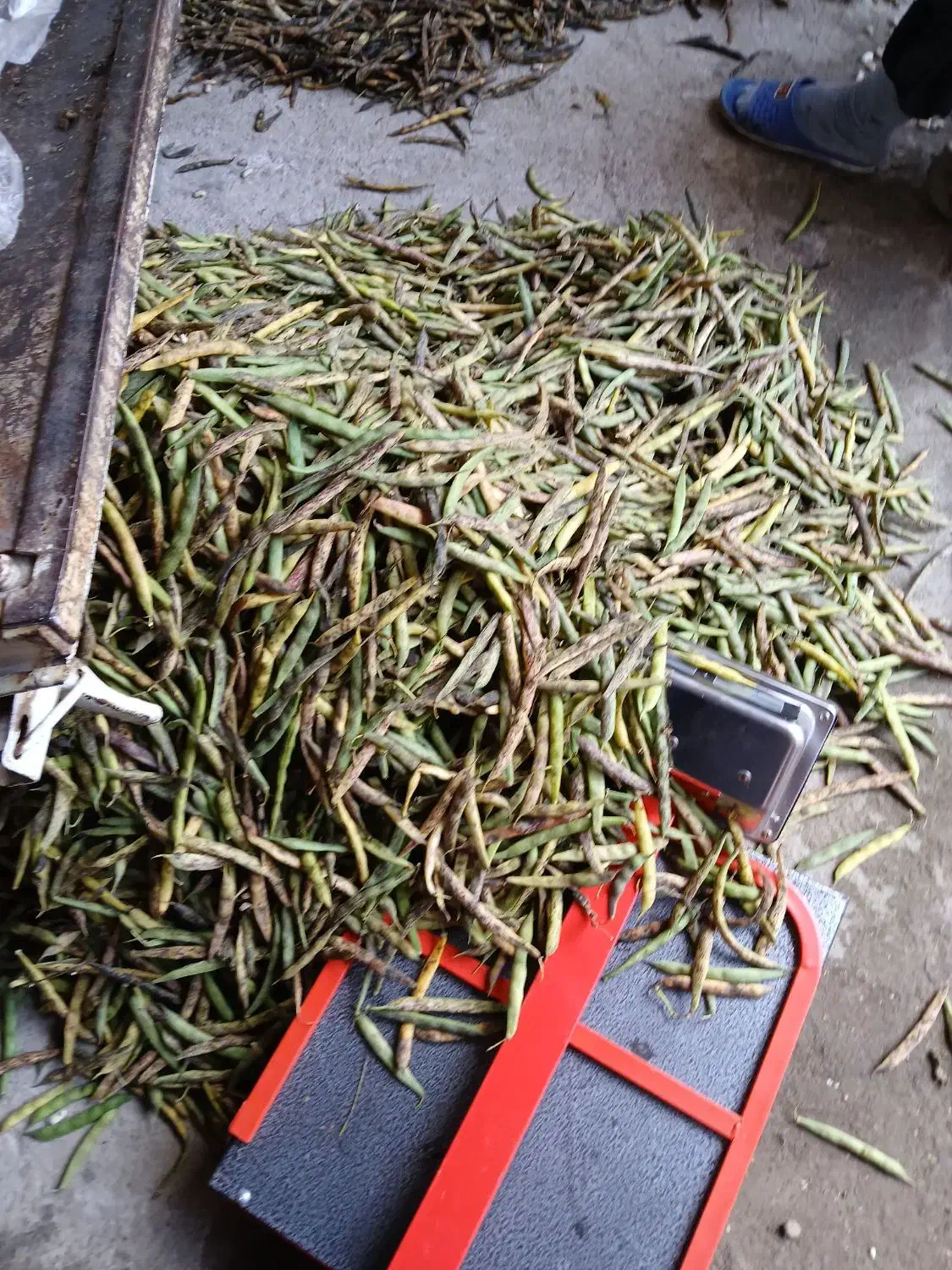 وانت بارباربری برای همه شهرها فروش بارشمالی|خدمات حمل و نقل|طاهرگوراب, |دیوار