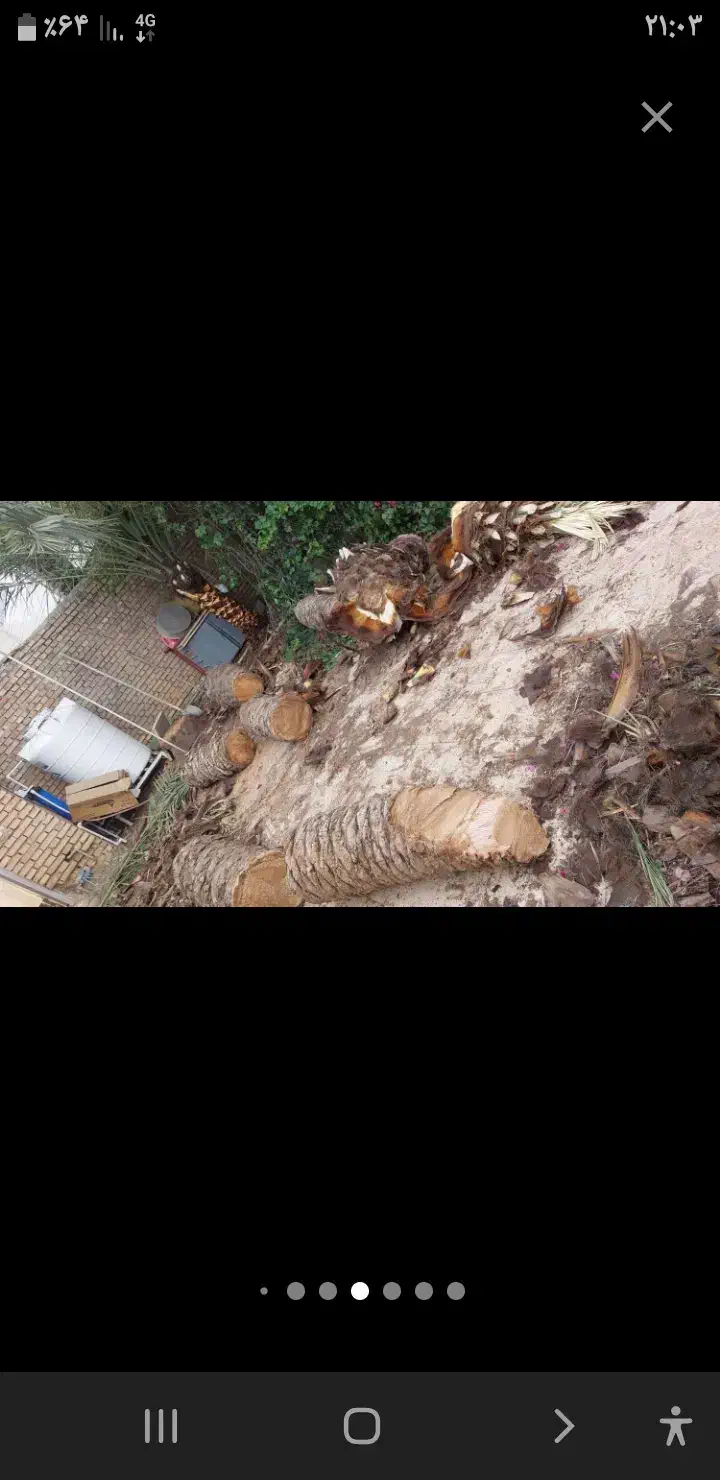 شادگان بریدوتمیزکردن درخت حتی حمل و نقل باماشین وا|خدمات باغبانی و درختکاری|قره قوین, |دیوار