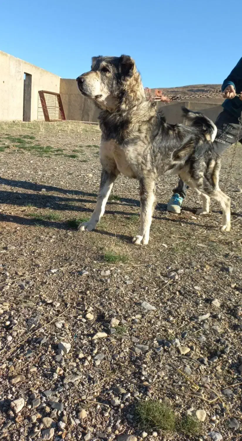 سگ.|سگ|سردرود, |دیوار