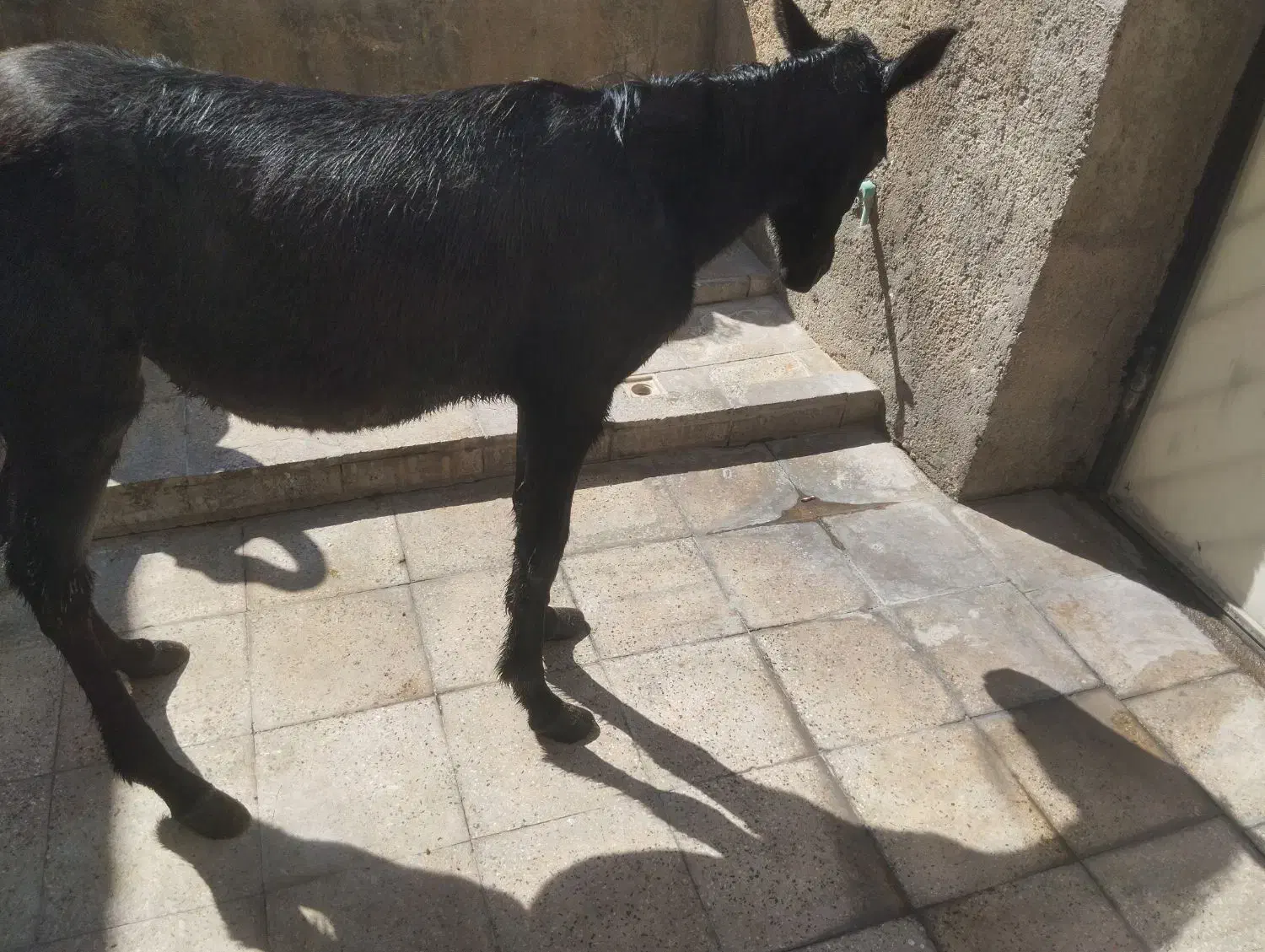 فروش فوری کره اسب سیاه|اسب و تجهیزات اسبسواری|جهرم, |دیوار