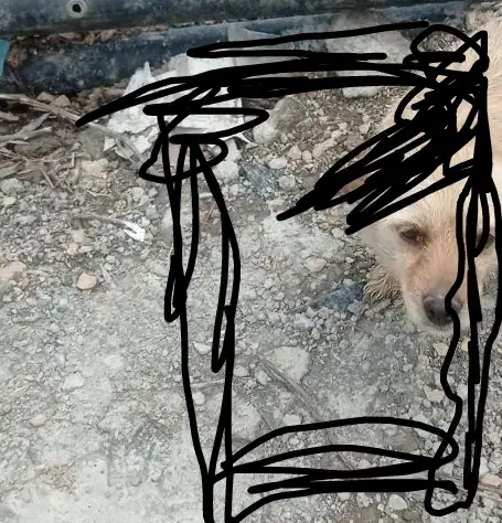 سگ peyda shode|سگ|مرودشت, ثبت احوال|دیوار