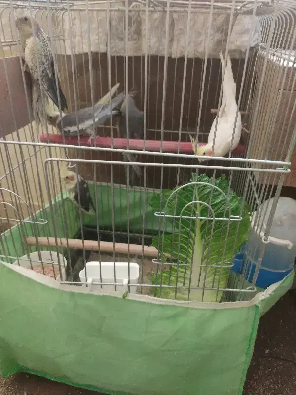 عروس هلندی نر و ماده با ۳ جوجه ۳ ماهه دونه خور|پرنده|تهران, قصر فیروزه ۲|دیوار