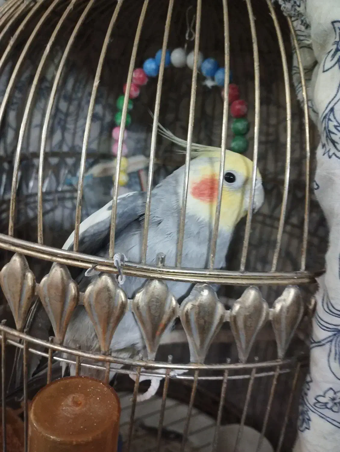 عروس هلندی|پرنده|مشهد, هدایت|دیوار