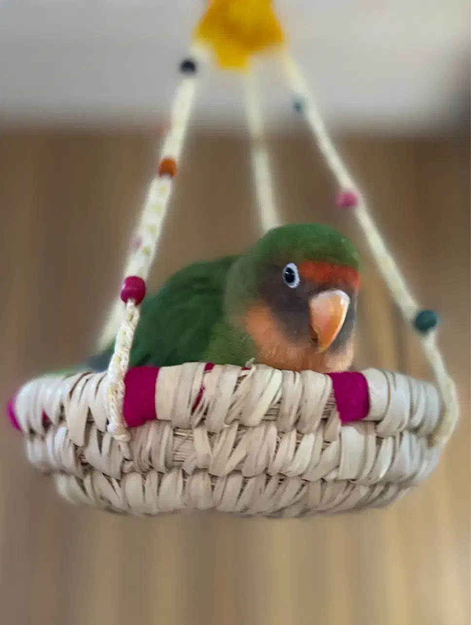 فروش طوطی برزیلی|پرنده|برازجان, |دیوار