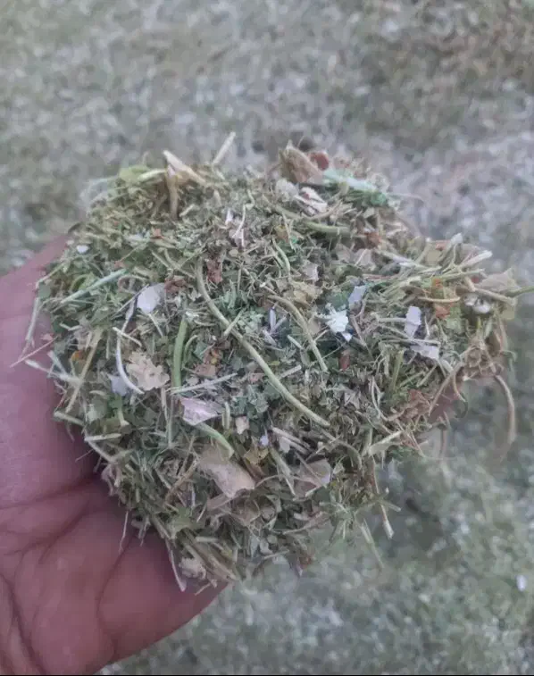 کاه لوبیا|عمدهفروشی|ماسال, |دیوار