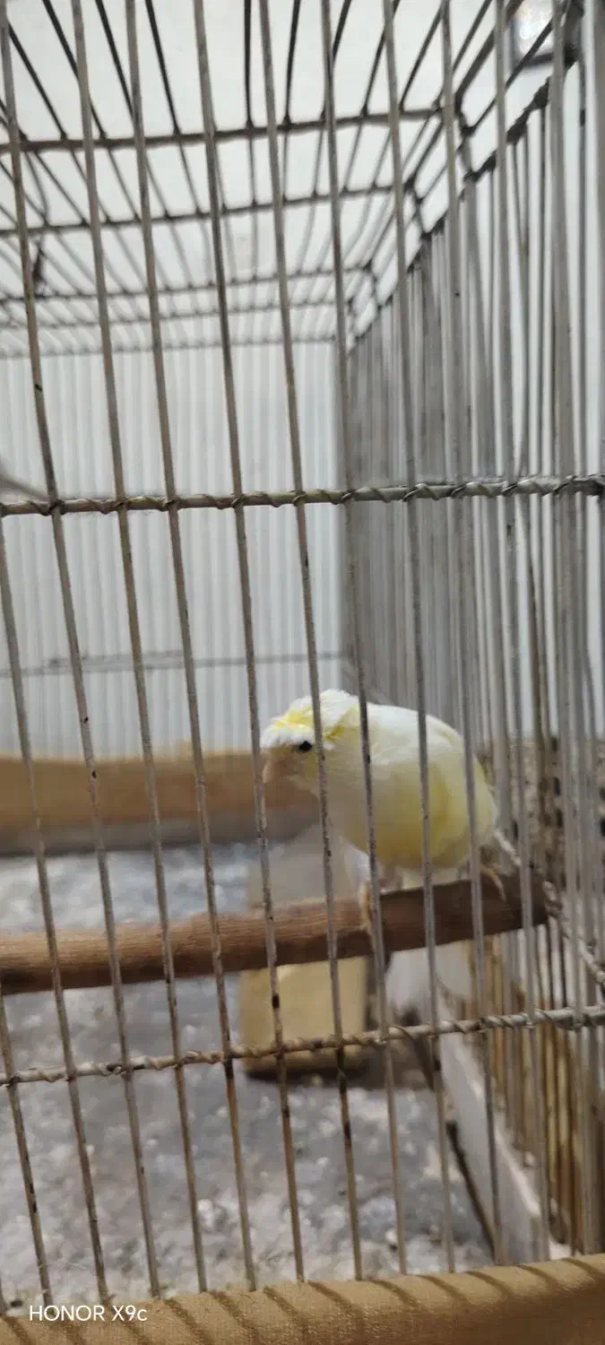 قناری ماده|پرنده|فولادشهر, B6|دیوار