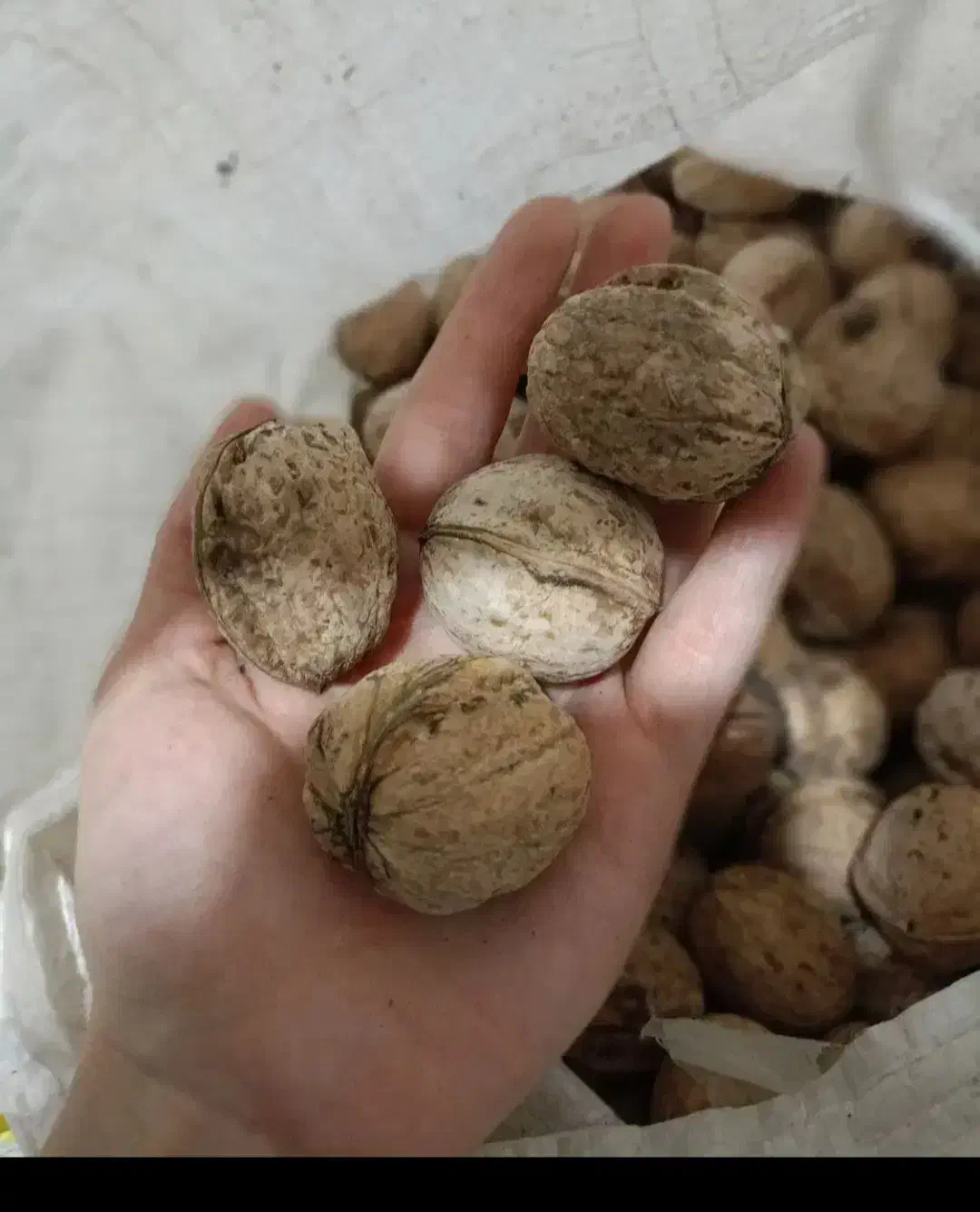 عسل .گردو شیره انگور|خوردنی و آشامیدنی|اسلام‌شهر, شهرک سعیدیه|دیوار