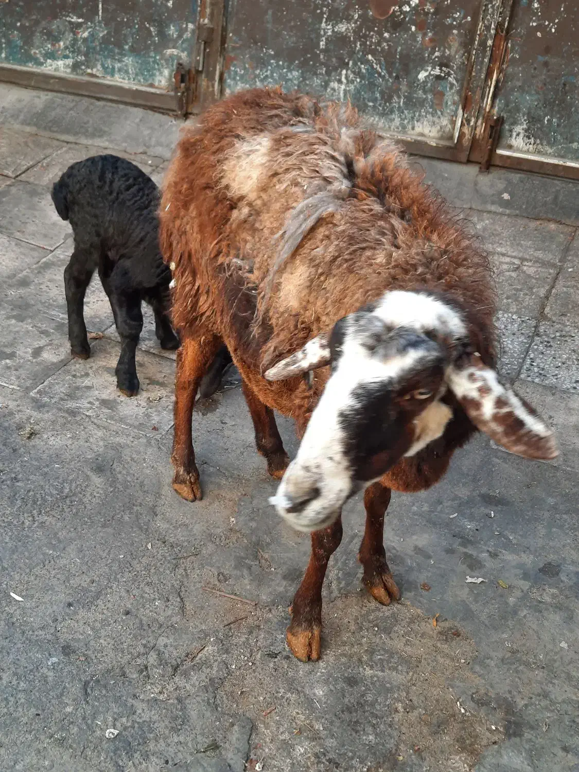 میش زاییده|حیوانات مزرعه|تهران, انبار نفت|دیوار