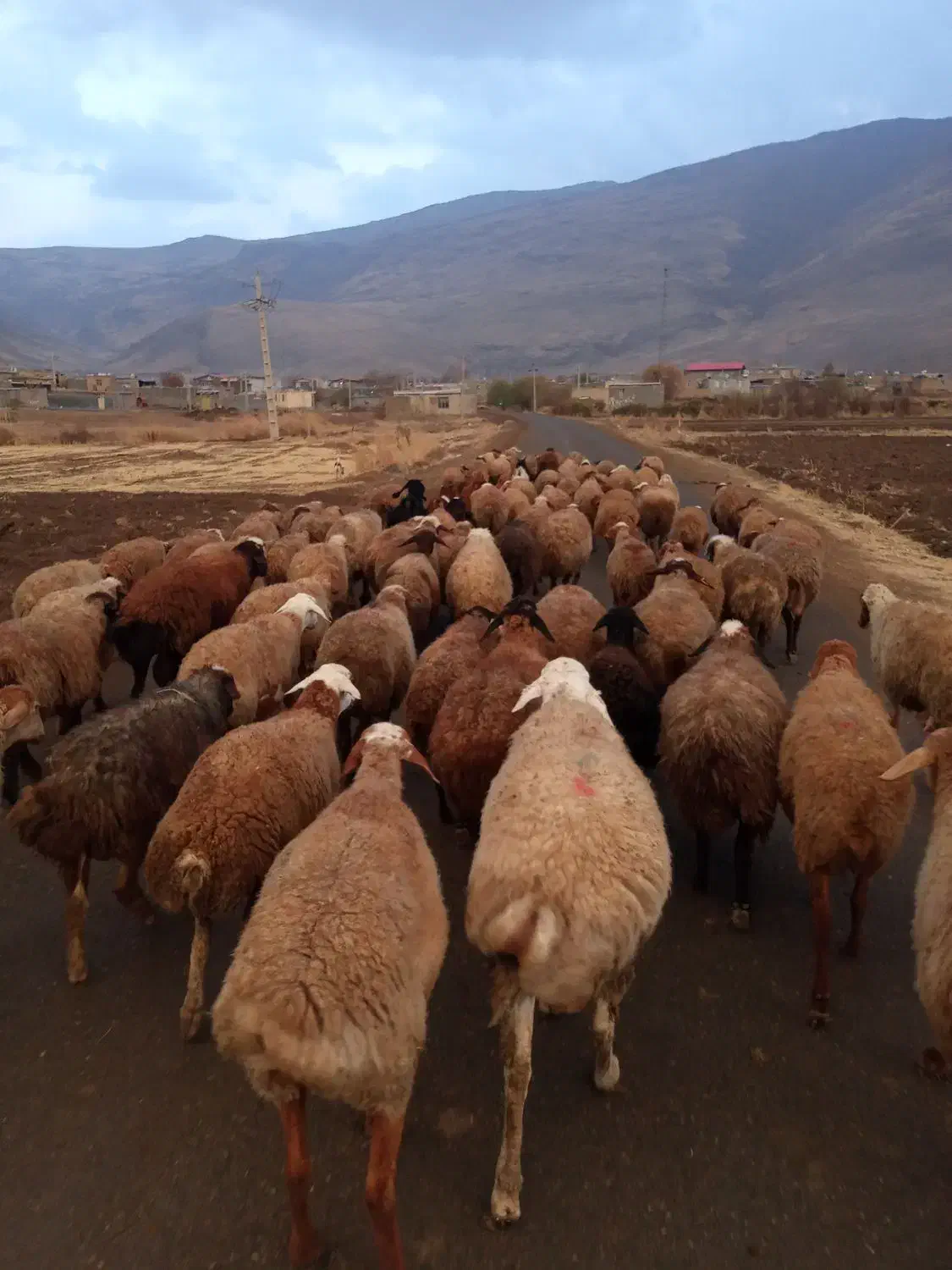 میش وبره|حیوانات مزرعه|دینور, |دیوار