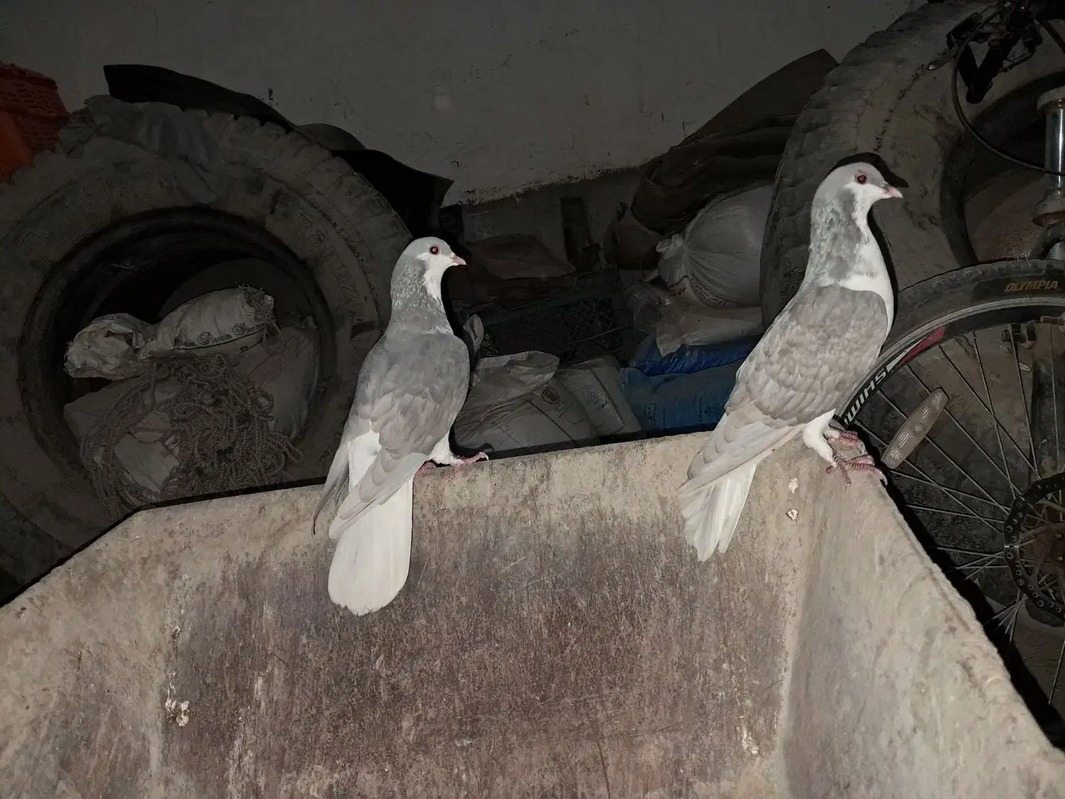 خوشرنگ الماسی|پرنده|جره و بالاده, |دیوار