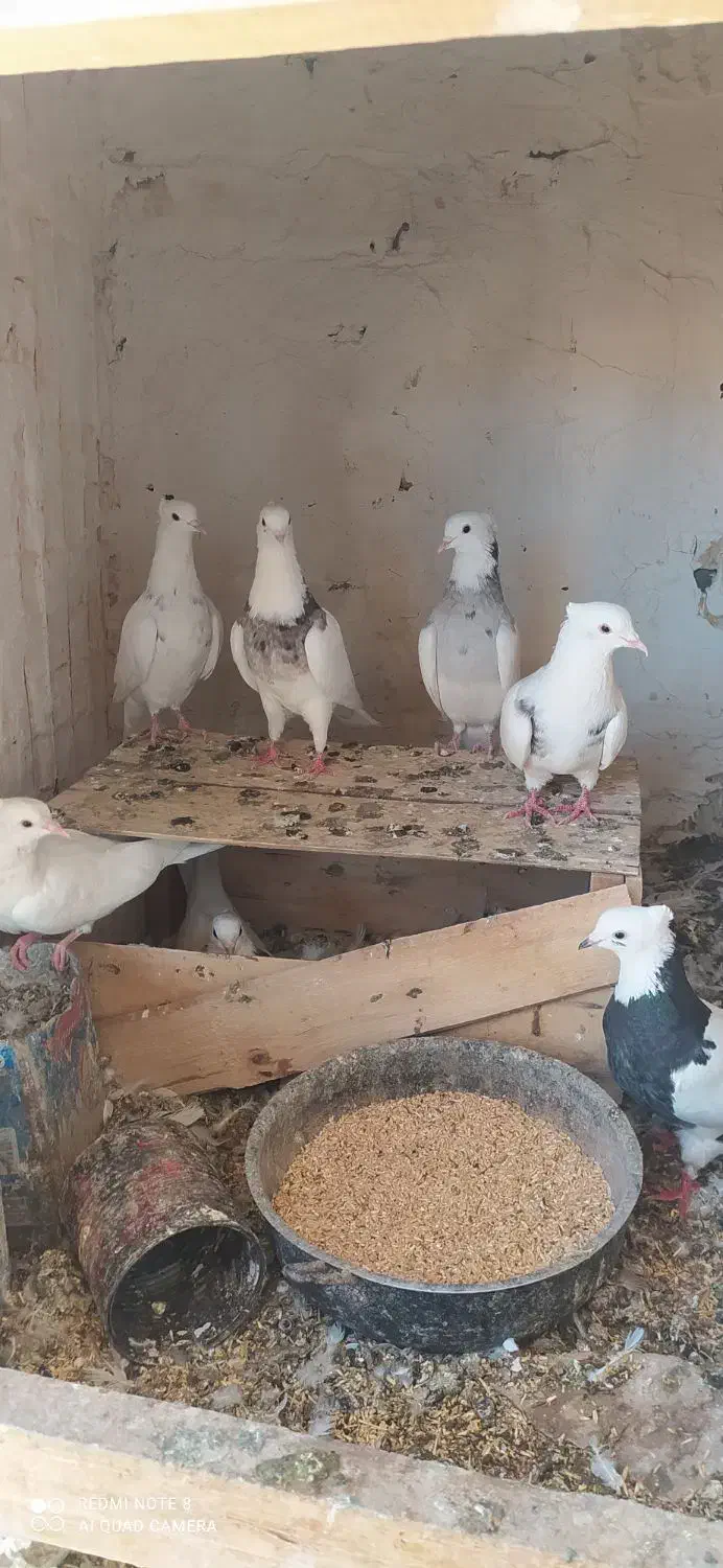 کفتر|پرنده|دیواندره, |دیوار