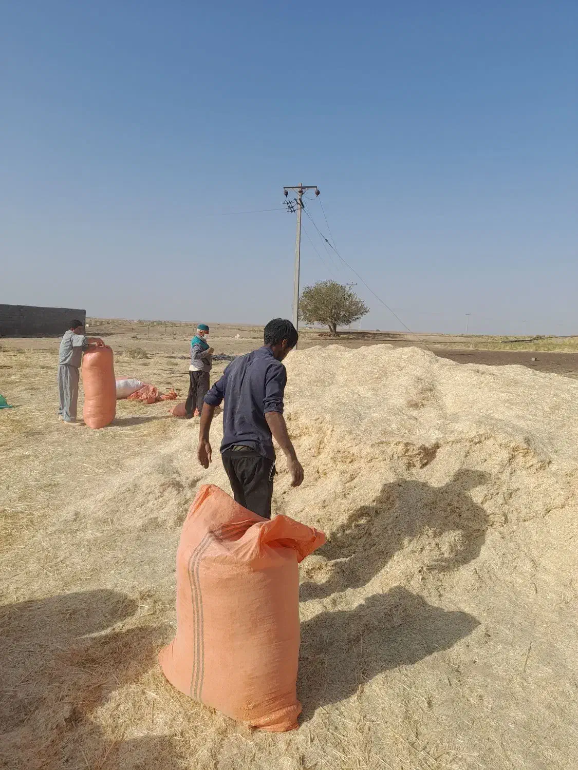 کاه‌فروشی|عمده‌فروشی|ملک‌آباد, |دیوار