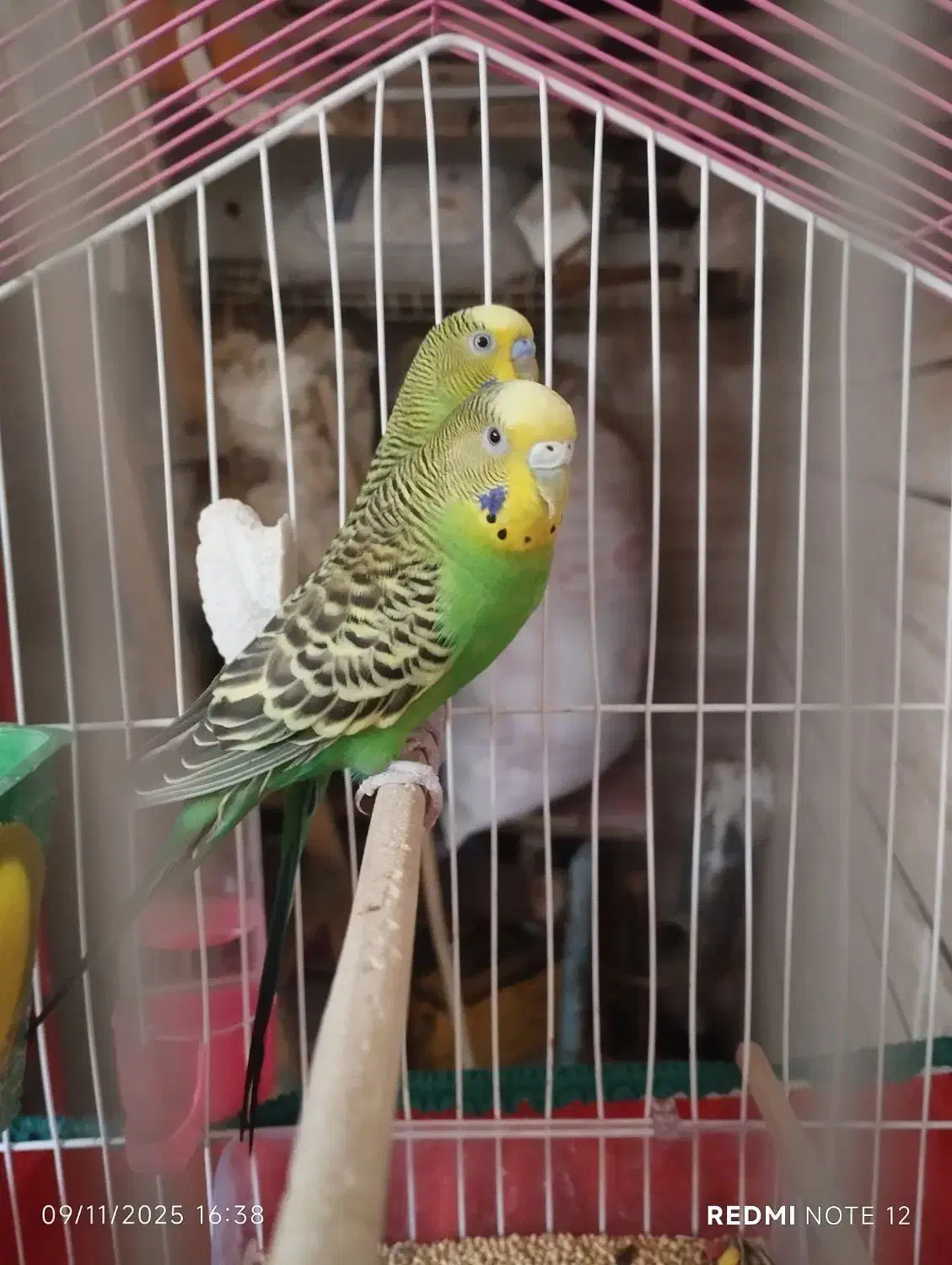 مرغ عشق|پرنده|اندیمشک, |دیوار