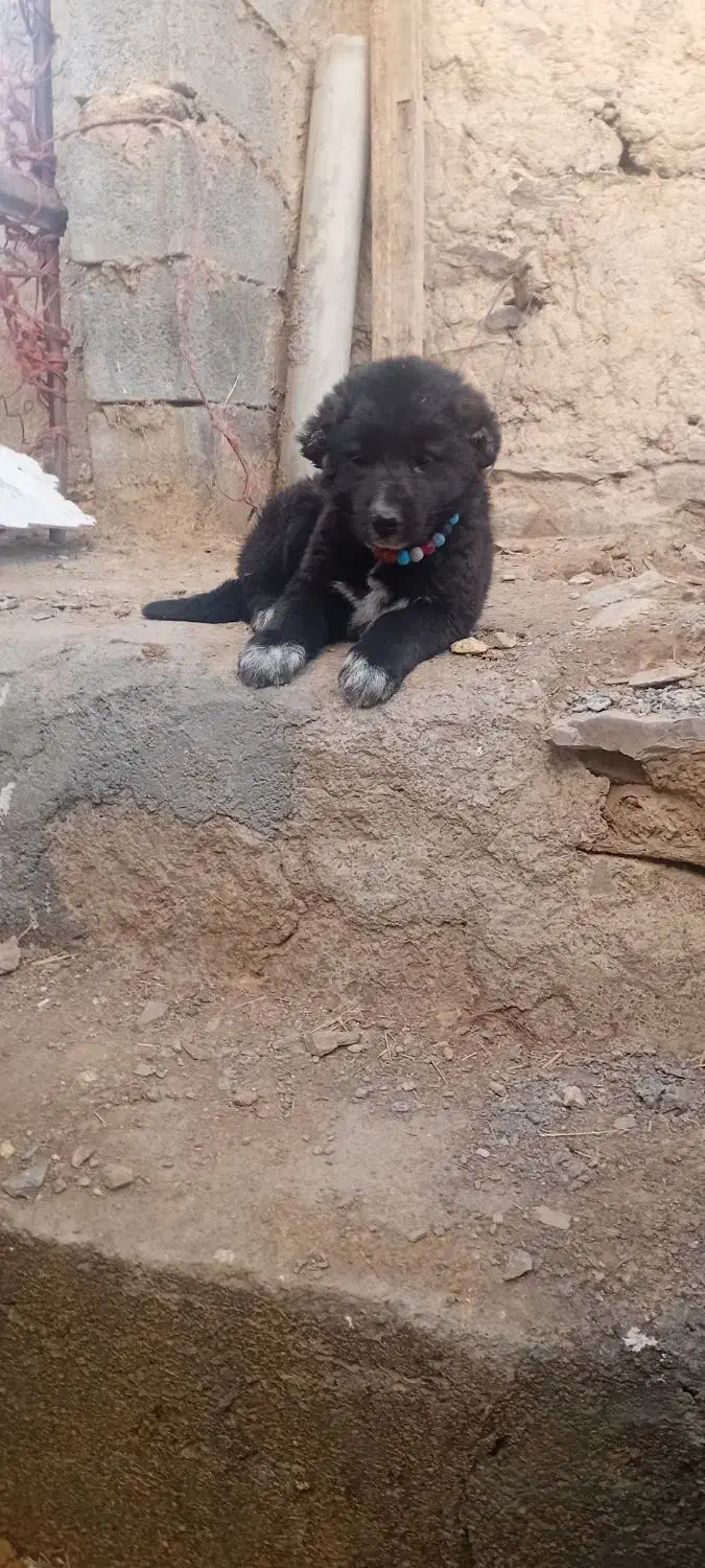 فروشی|سگ|ساروق, |دیوار