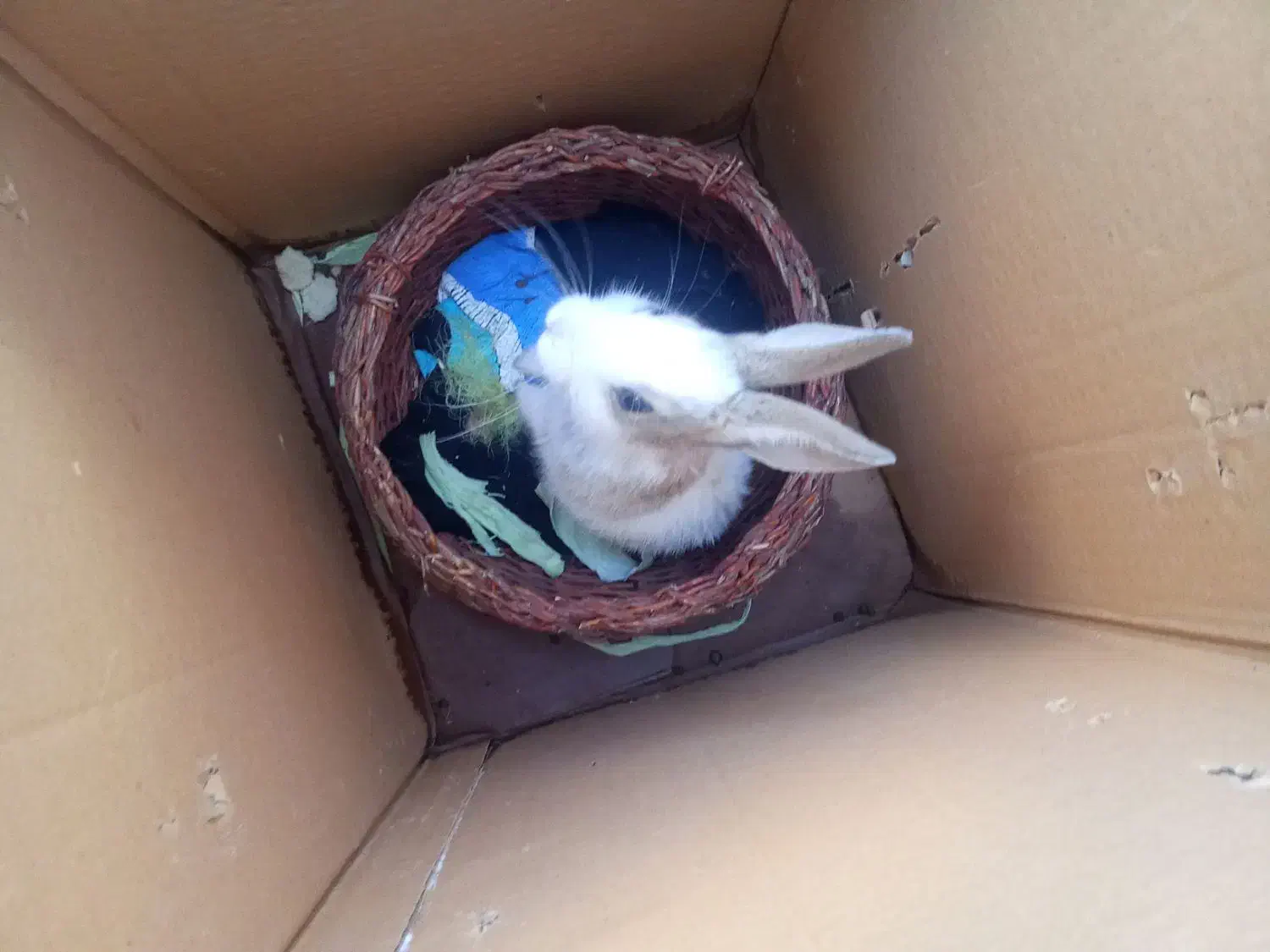 خرگوش ماده|موش و خرگوش|ورامین, خیر آباد|دیوار