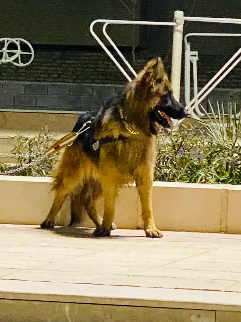 سگ ژرمن شپر کلاس A|سگ|کرمان, |دیوار