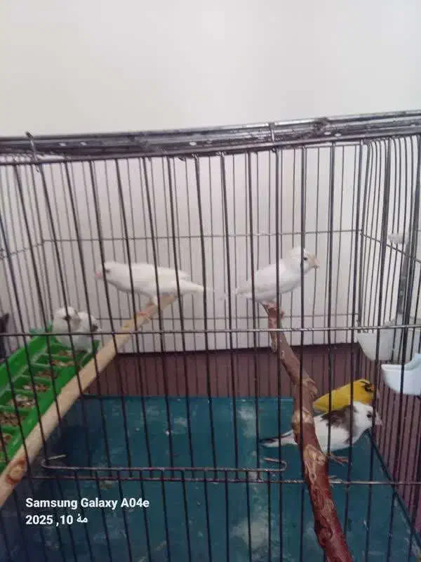 فروش قناری نر و ماده|پرنده|پردیس, فاز ۱|دیوار