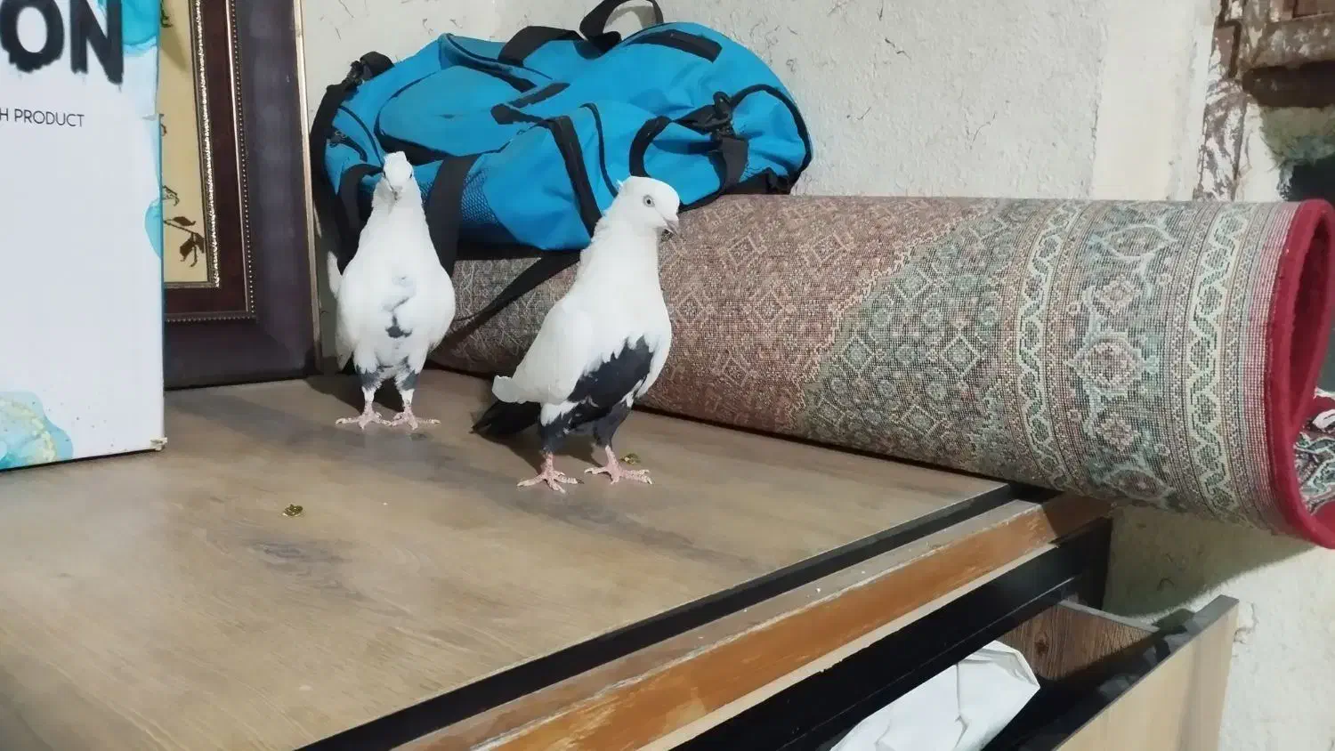 نرو ماده دم سیاه، نر خطی|پرنده|خرمآباد, |دیوار