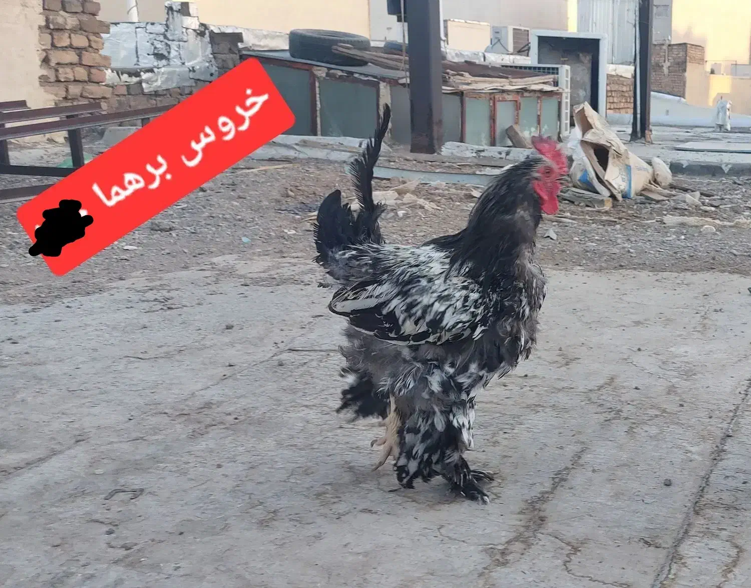 جوجه و مرغ و خروس|حیوانات مزرعه|ساوه, |دیوار