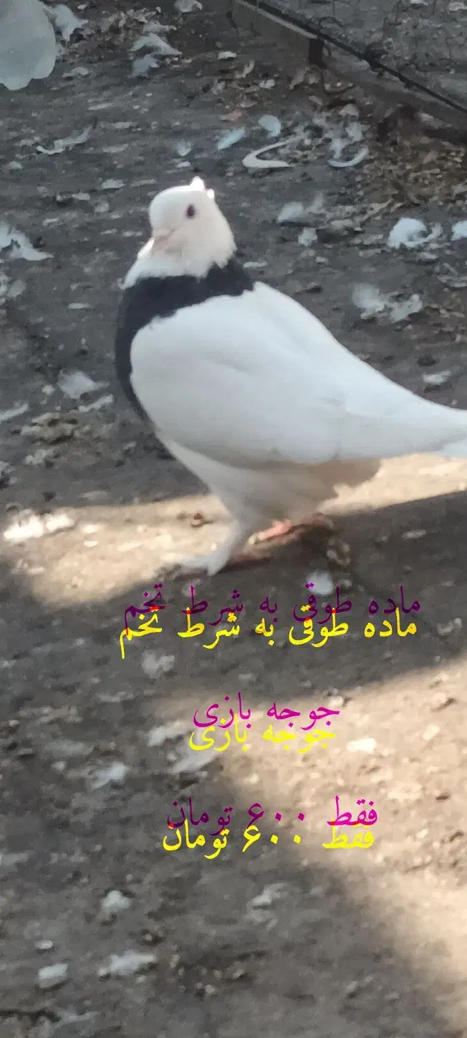 کفتر جوان بی عیب  ۰۰|پرنده|شیراز, پودنک|دیوار