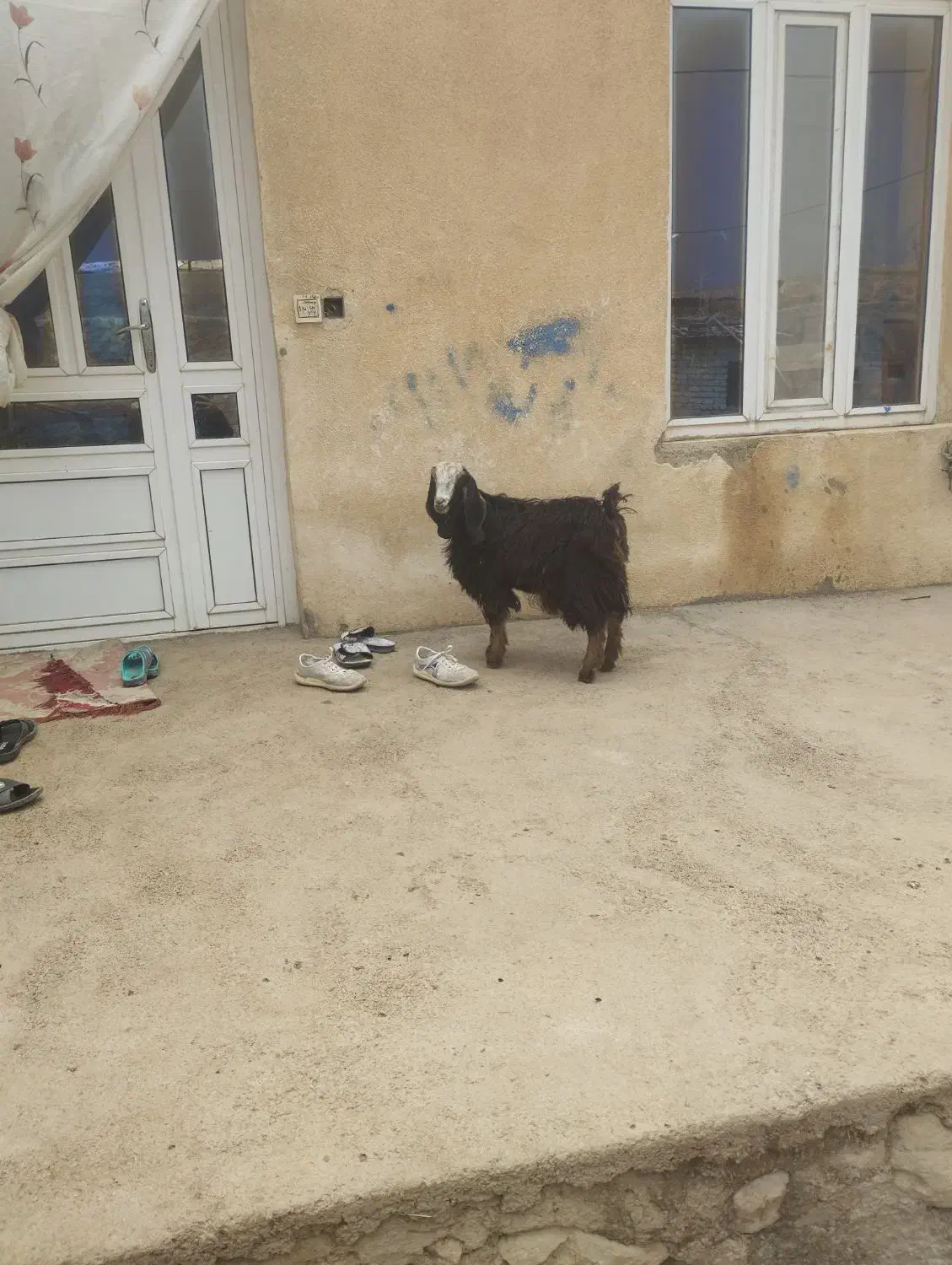 بزغاله|حیوانات مزرعه|کرمانشاه, |دیوار