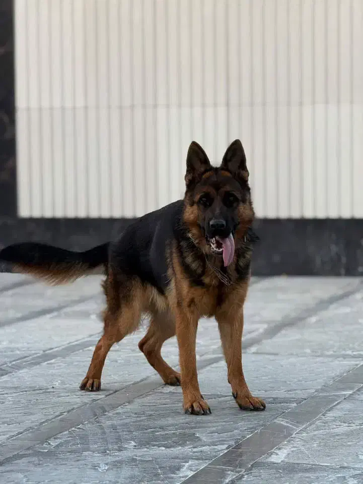 ژرمن ماده شیب دار|سگ|اصفهان, بهارستان|دیوار