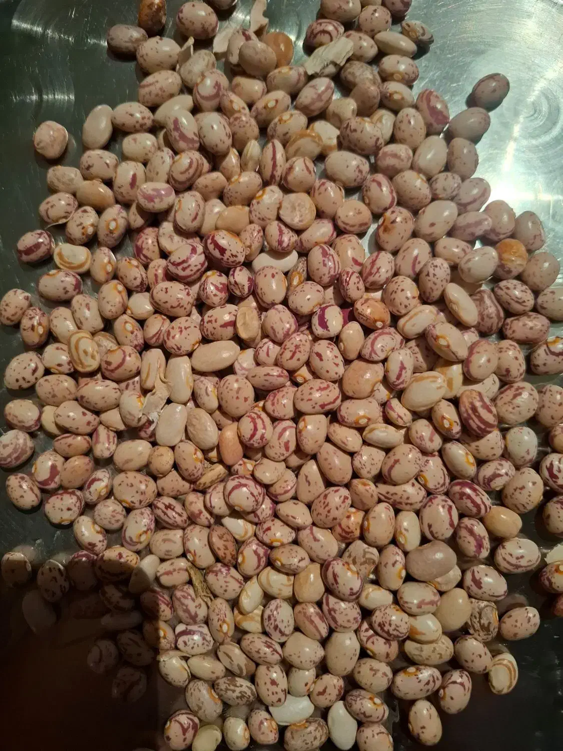 لوبیا چیتی سرحد|عمده‌فروشی|درودزن, |دیوار