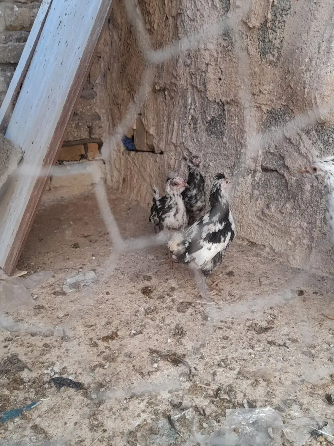 جوجه مرغ گلین اصل|حیوانات مزرعه|رفسنجان, |دیوار