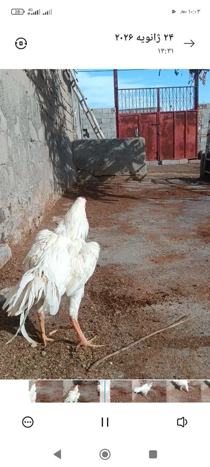 شاه سفید|حراج|چهاربرج, |دیوار