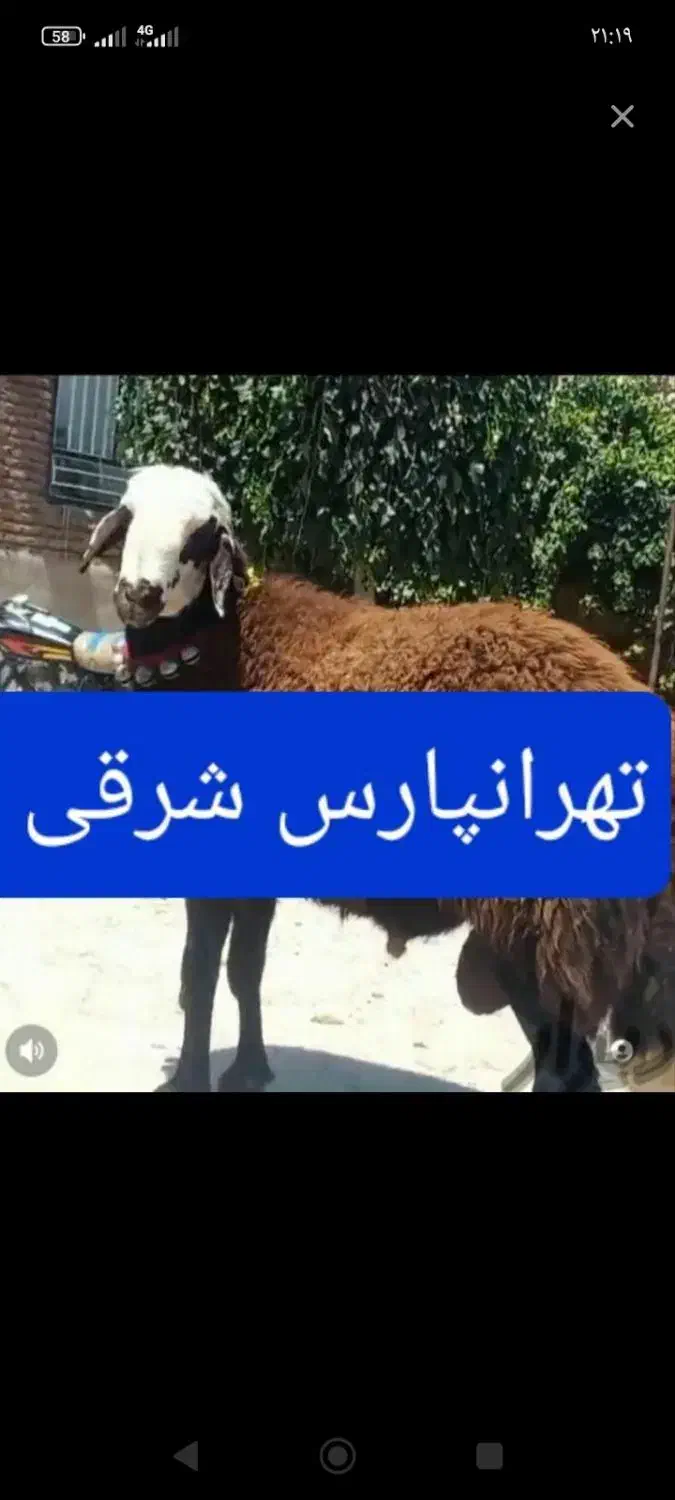 پخش‌‌گوسفند‌زنده کم‌دنبه‌‌بدون‌چربی‌|حیوانات مزرعه|تهران, هفده شهریور|دیوار
