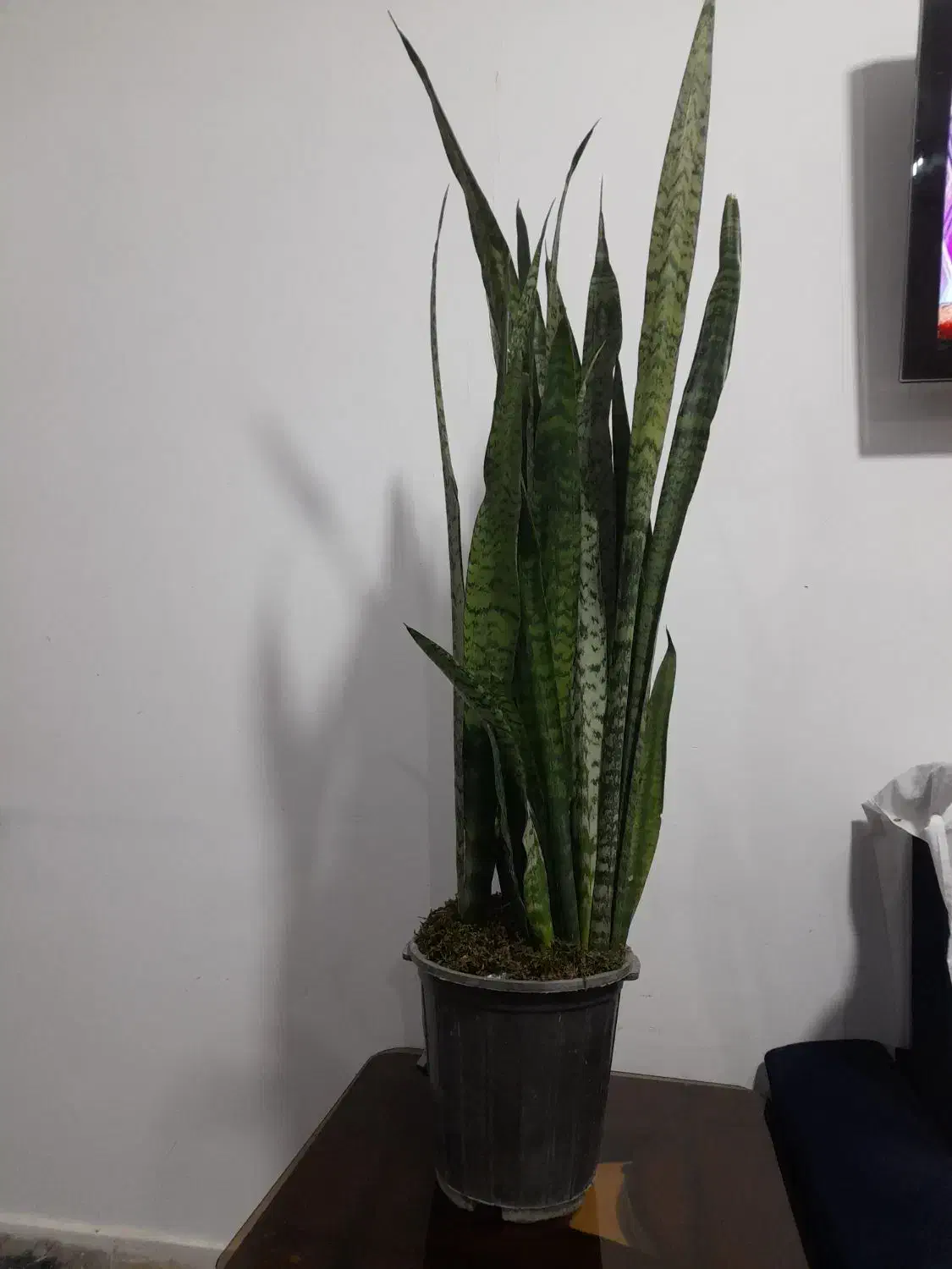 سانسوریا|گل و گیاه طبیعی|قوچان, |دیوار