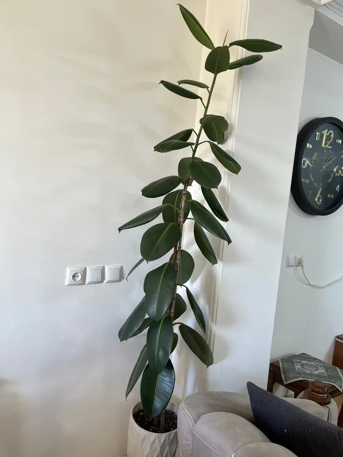 گل فیکوس سبز|گل و گیاه طبیعی|ساری, |دیوار