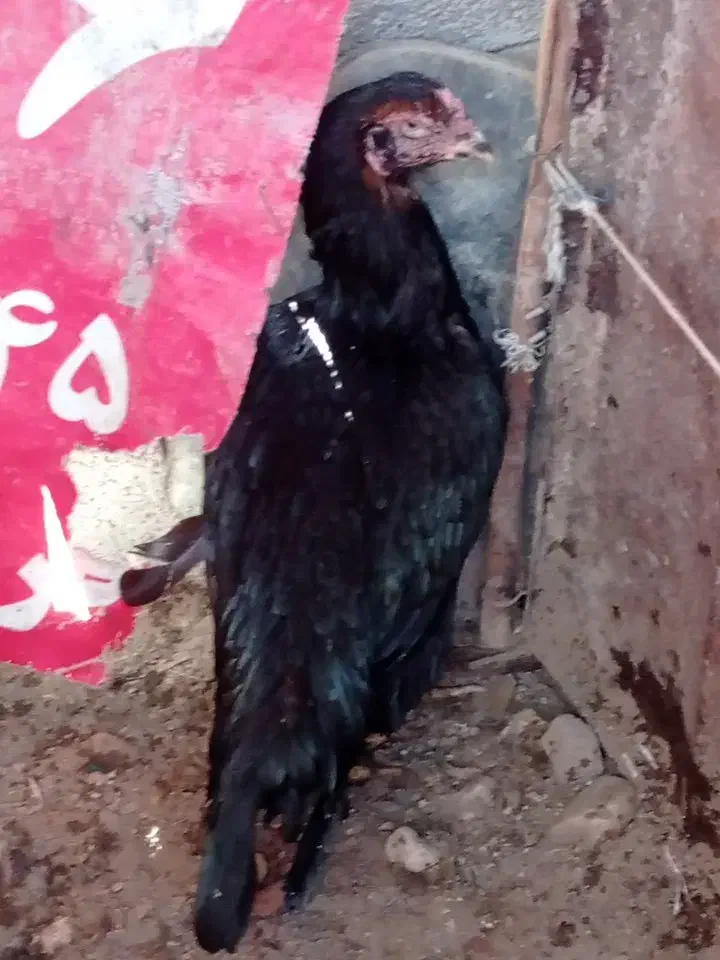 مرغ|حیوانات مزرعه|بندرعباس, |دیوار