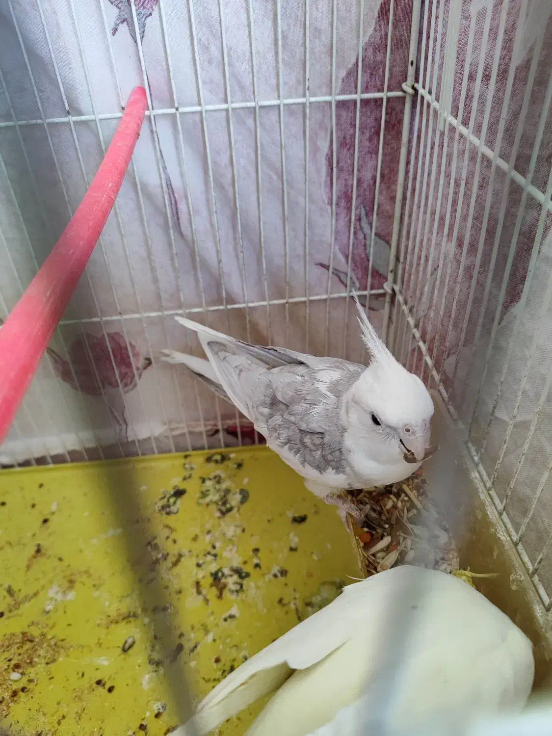 جفت عروس هلندی مولد . نر دستی و صحبتی|پرنده|زاهدان, |دیوار