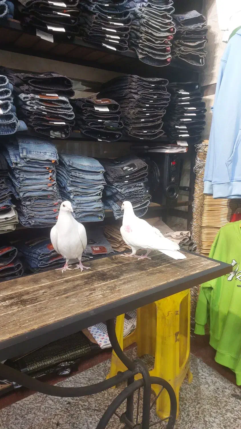 ی جفت کفتر خوب کار درست|پرنده|تهران, امام زاده عبدالله|دیوار