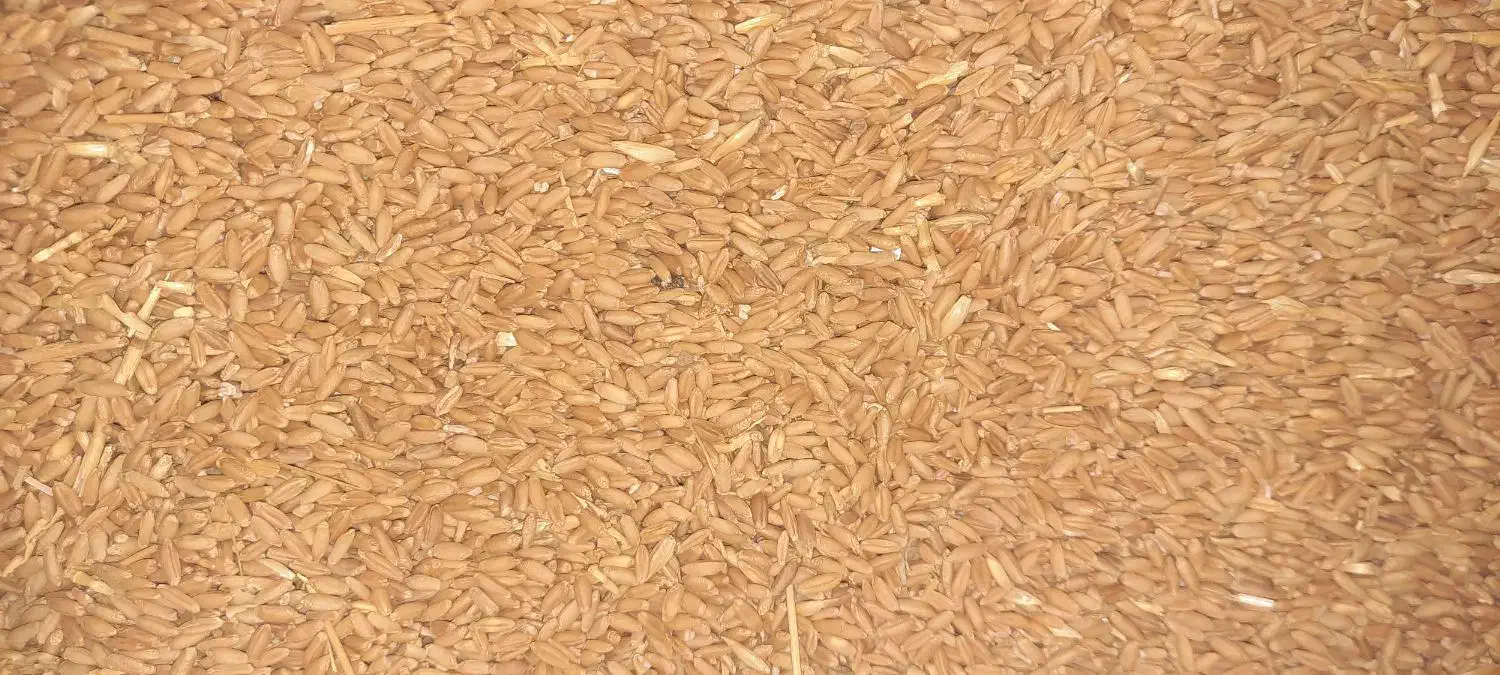 فروش گندم|لوازم جانبی حیوانات|رامند, |دیوار