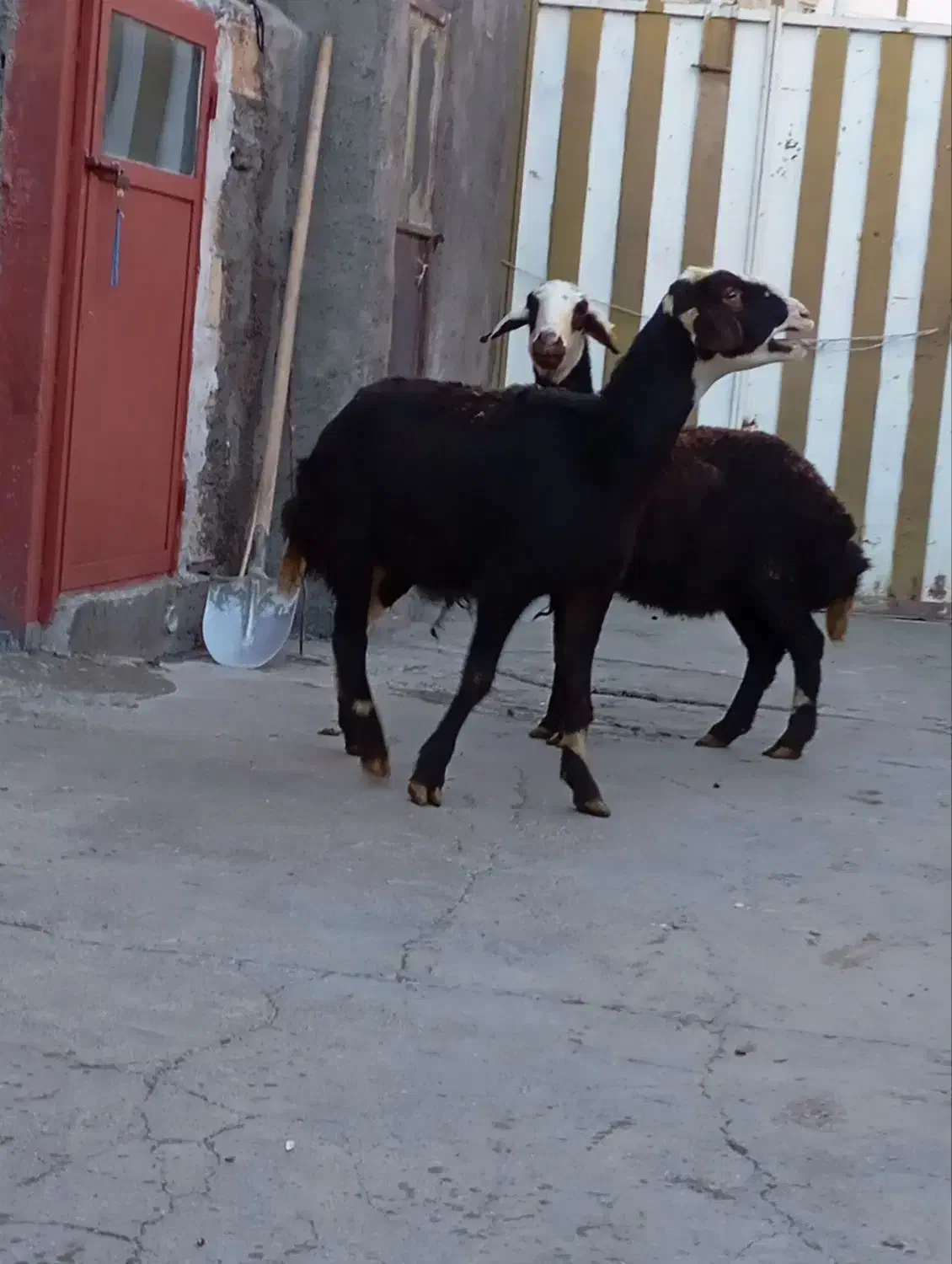 گوسفند|حیوانات مزرعه|الشتر, |دیوار