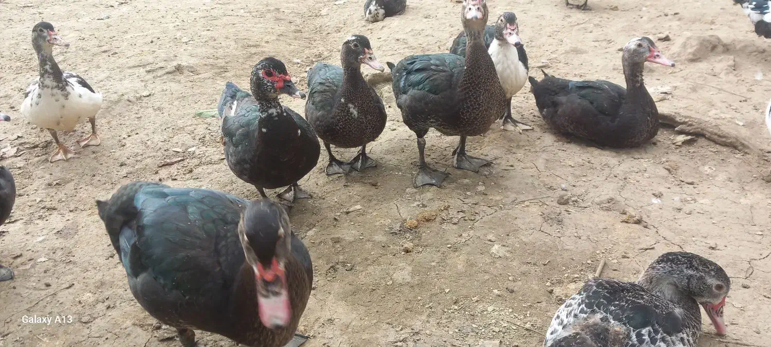 اردک اسرائیلی|حیوانات مزرعه|احمدسرگوراب, |دیوار