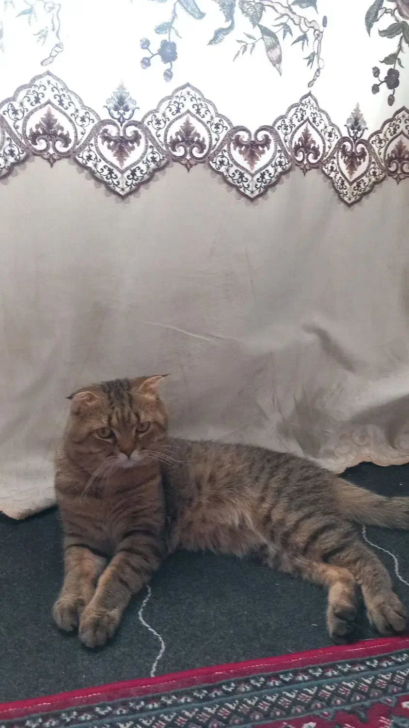 گربه|گربه|رفسنجان, |دیوار