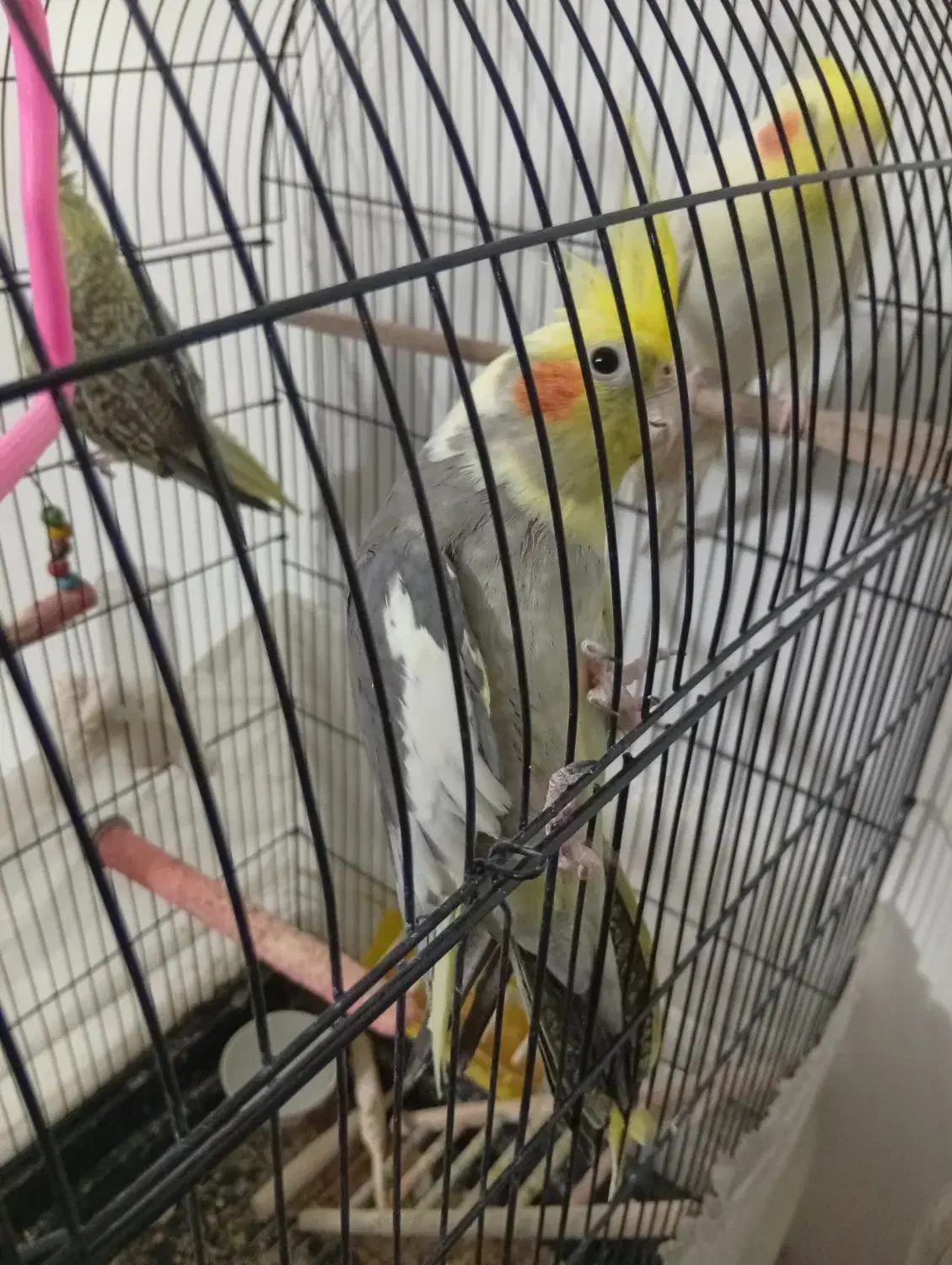 سه عدد عروس هلندی|پرنده|مشهد, هفت تیر (نه دره)|دیوار