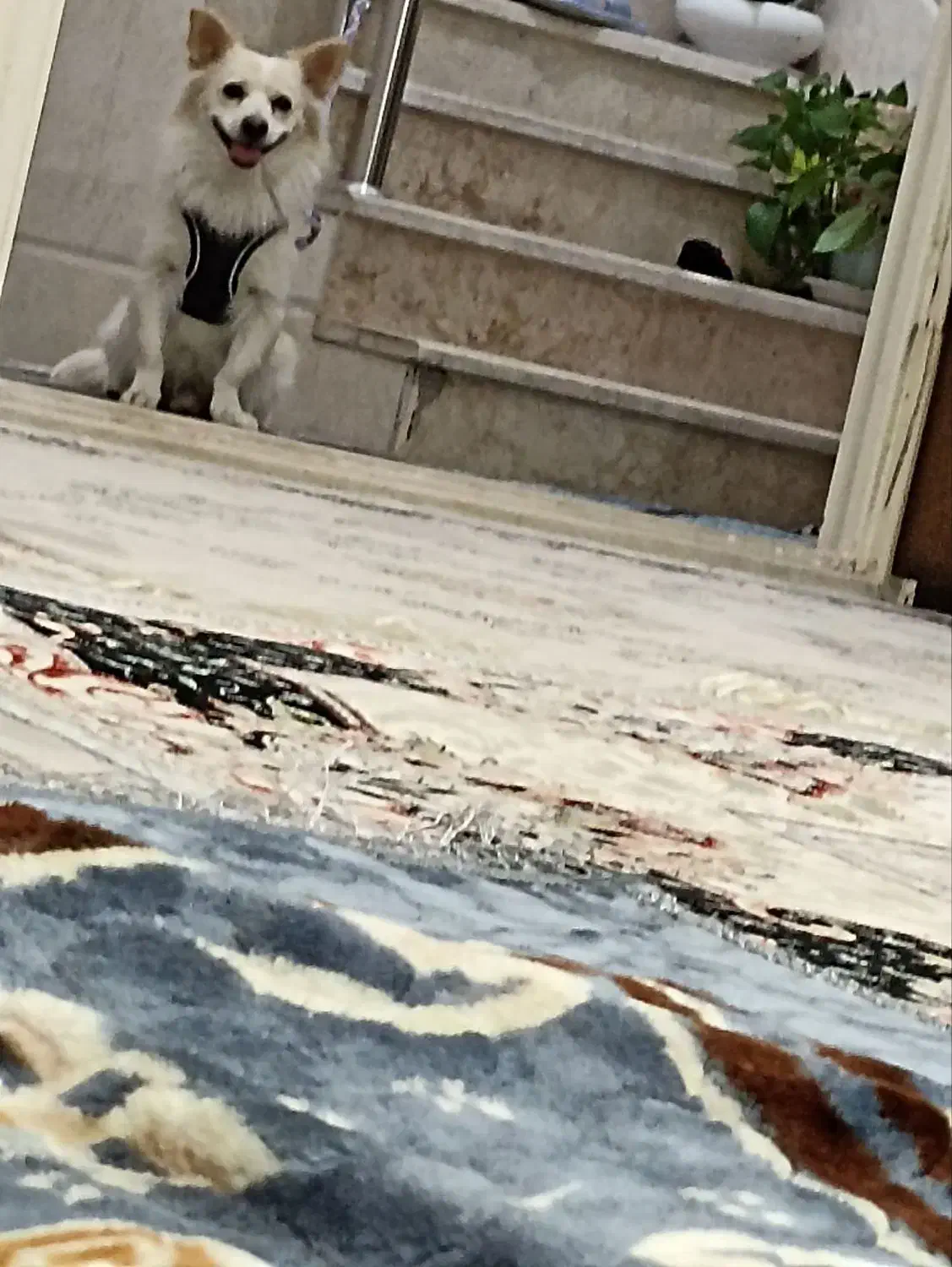 سگ پاکوتا|سگ|یزد, |دیوار