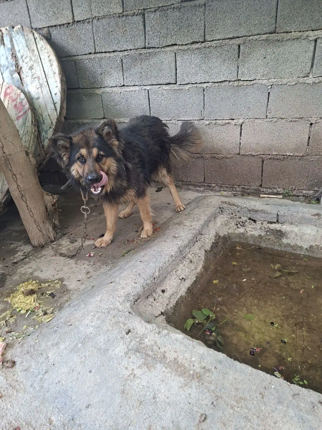 دورگ|سگ|دزفول, |دیوار