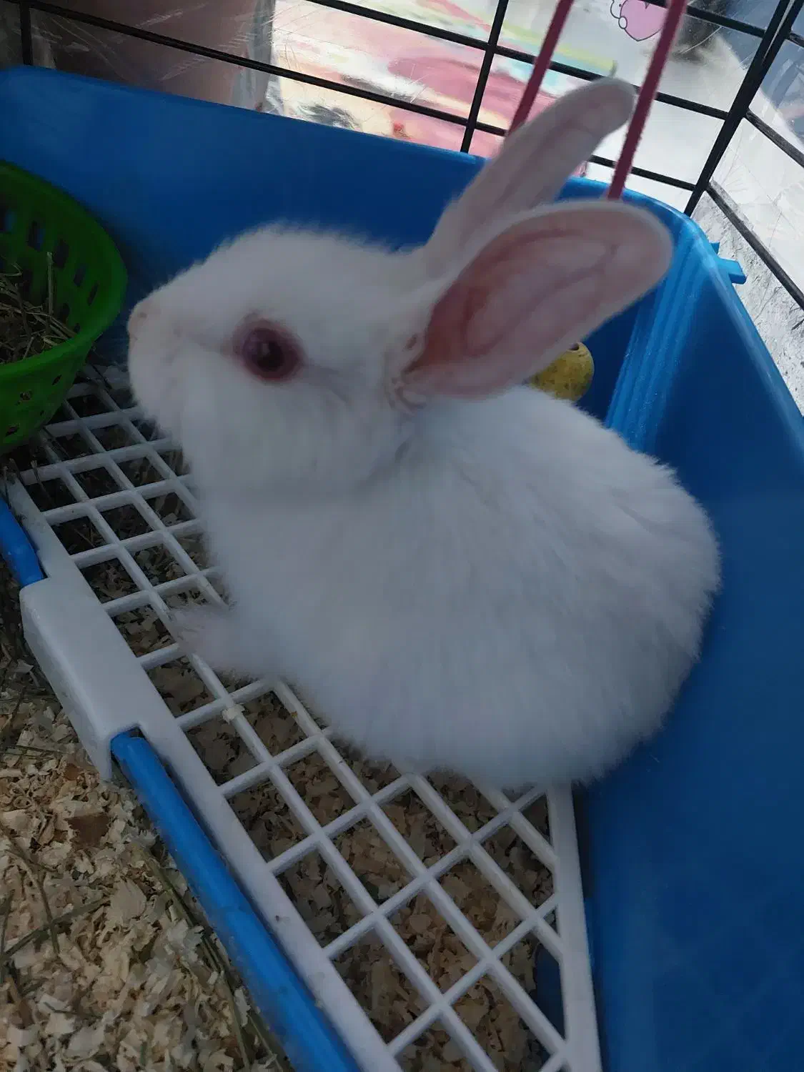 خرگوش|موش و خرگوش|تهران, کرمان|دیوار