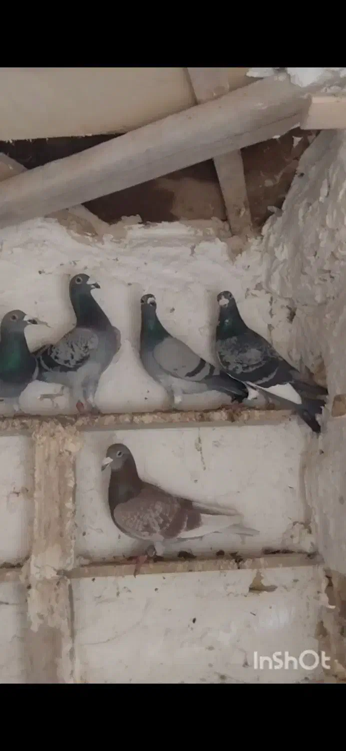 کفتر فروشی|پرنده|بیرجند, |دیوار