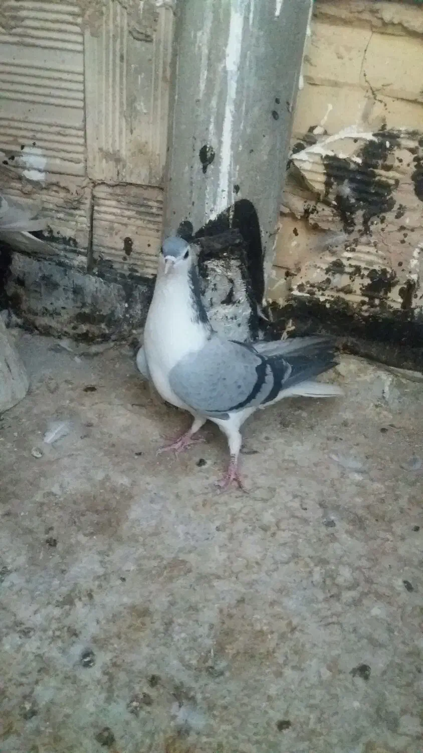 کبوتربدرنگ|پرنده|نائین, |دیوار