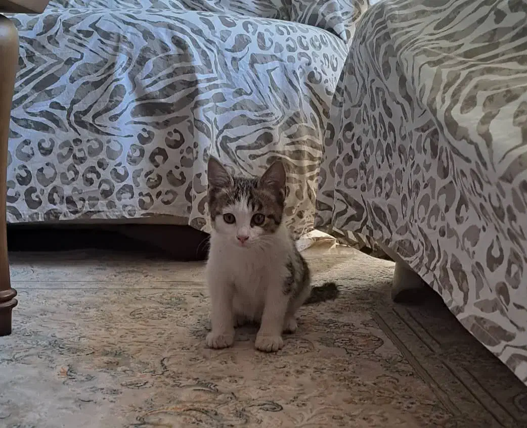 بچه گربه|گربه|تهران, جنتآباد مرکزی|دیوار